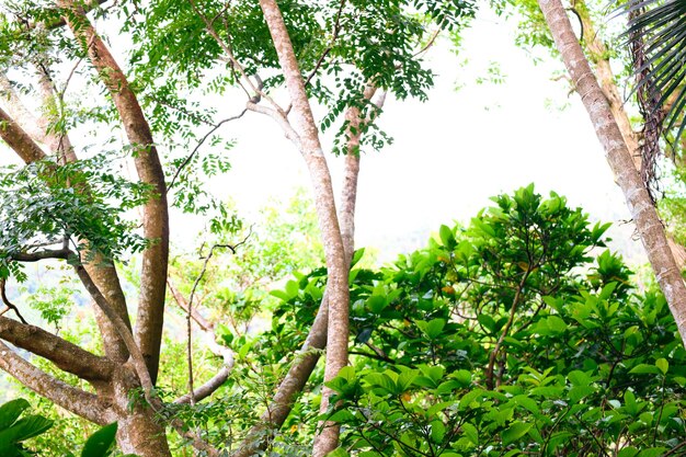 Groene Grote Boom Plant Natuur Achtergrond