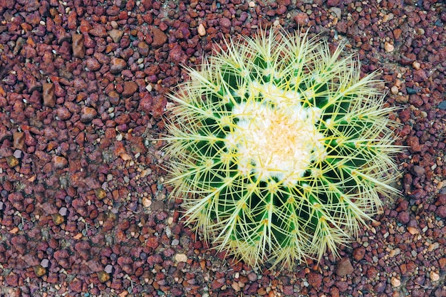 Foto groene grote gouden vat cactus met zijn scherpe doornen op de grond in de tuin