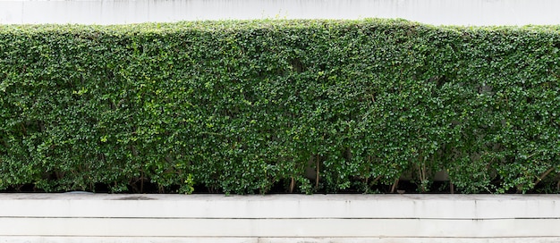 Groene haag of Groene Bladeren Muur