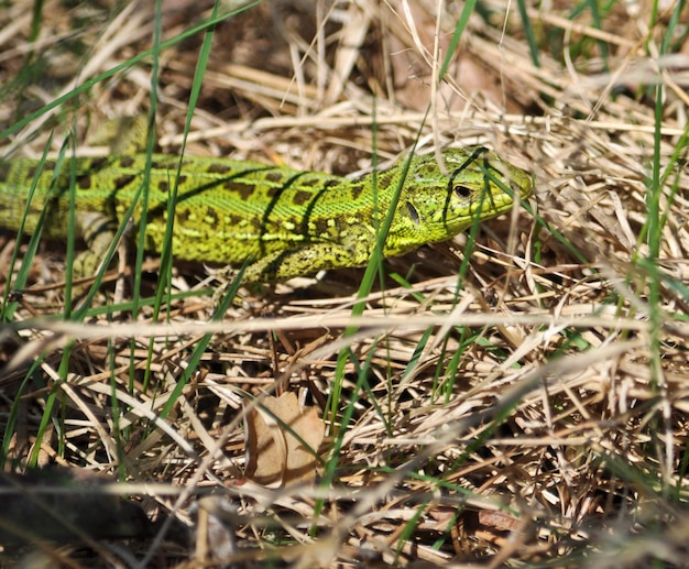 Groene hagedis in het droge gras