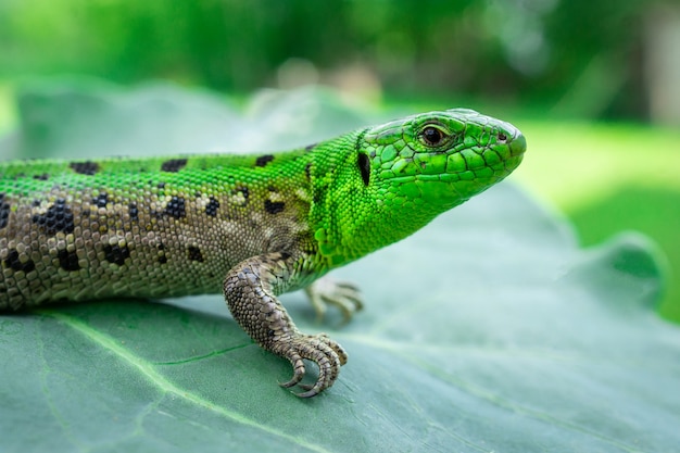 Groene hagedis in het gras