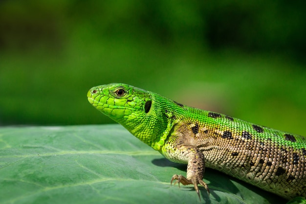 Groene hagedis in het gras