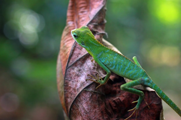 Groene hagedis op droge bladeren Groene hagedis die op bladeren zonnebaadt