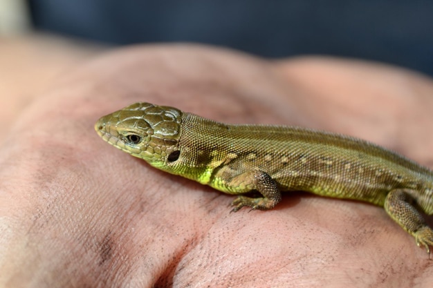 groene hagedis op een wazige hand