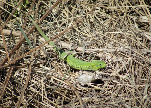 Groene hagedis op gras in bos van Siberië. Baby Chinese waterdraak hagedis. Wild en natuur. Reptielen en buitenshuis.