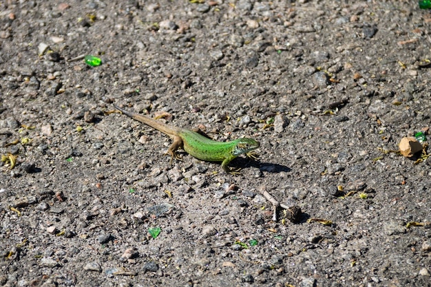 Groene hagedis op grijze asfaltweg