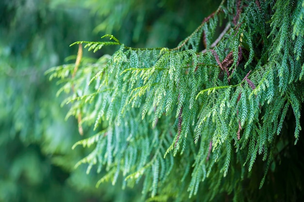 Groene hangende takken van de Kasjmir cypress