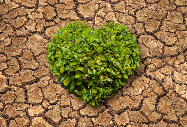 Groene hartstruik op scheuren in de grond.