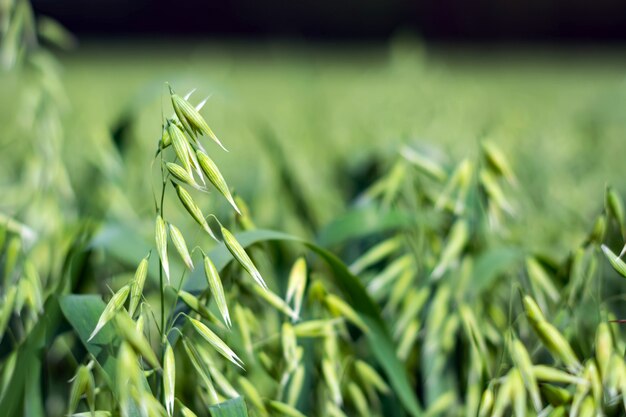 Groene haver in een veld op een zonnige zomerdag