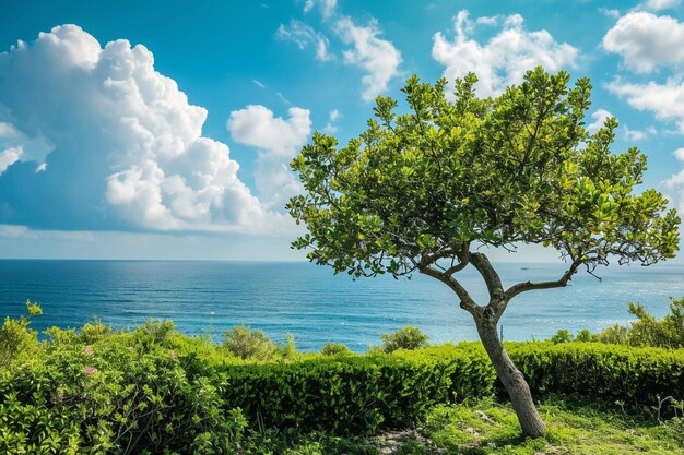 Foto groene heg met boom aan de kust op blauwe achtergrond