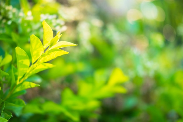 Groene het blad verse achtergrond van de close-upaard