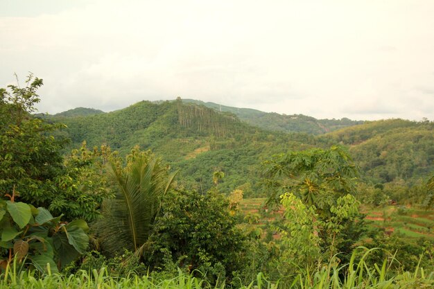 Groene heuvels en bossen