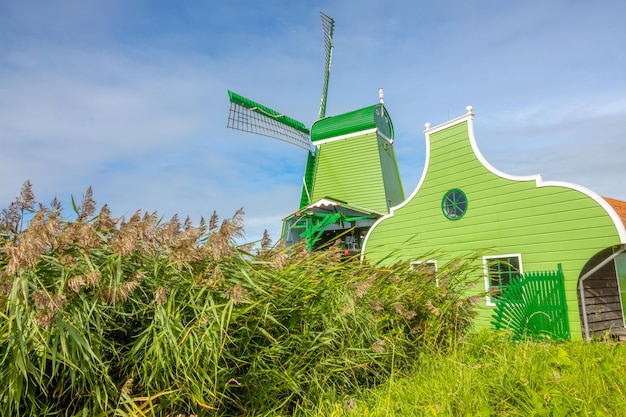 Groene hollandse molen en groen gras