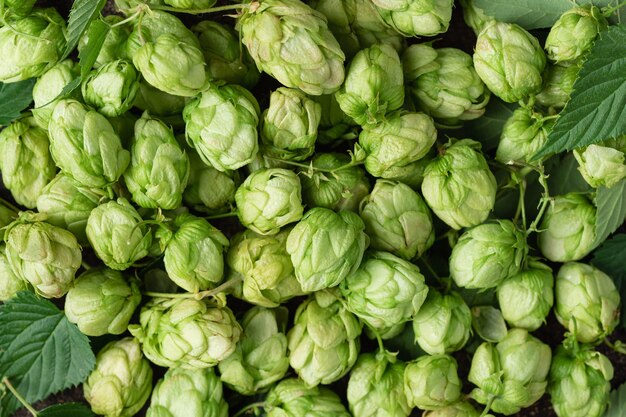 Groene hop achtergrond Bierbrouwerij concept