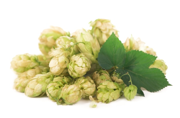 Groene hopbellen geïsoleerd op wit, brouwen, natuurlijke bierproductie