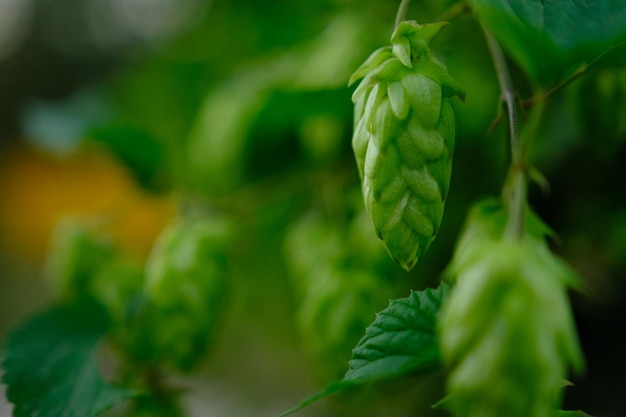 Groene hopbellen op plantage in zonlicht met ondiepe scherptediepte Ingrediënt voor brouwerij Oktoberfest achtergrond Ruimte voor kopiëren