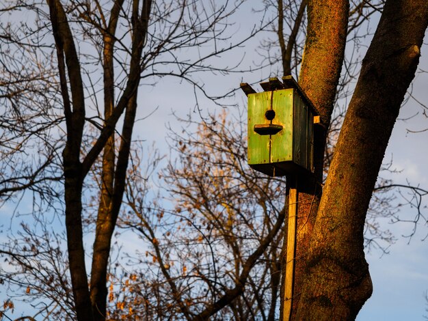 Groene houten vogelhuisje op een boom