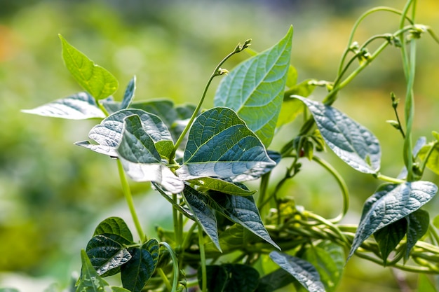 Groene installatiebladeren in het close-up van het de zomerzonlicht