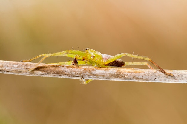 Groene jager-spin (Micrommata virescens)