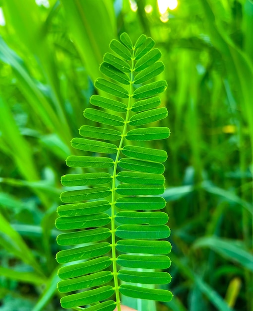 Groene Jantar-installatie Met Groene Achtergrond