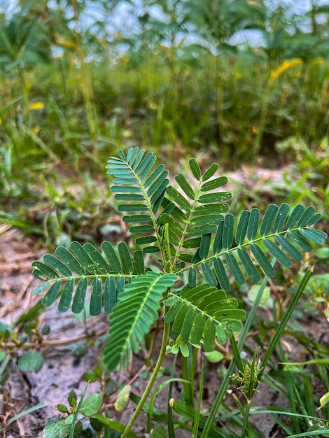 Groene Jantar Sesban-foto