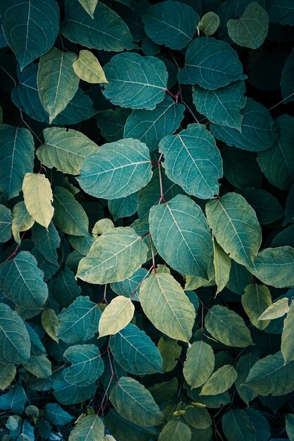 groene Japanse duizendknoop plant bladeren op lente groene achtergrond