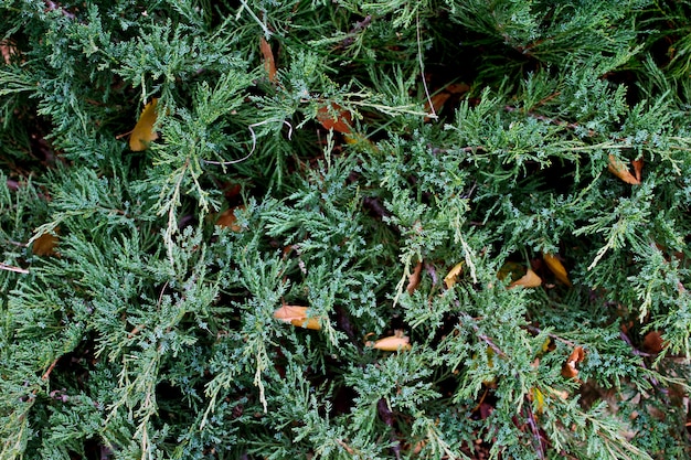 Groene jeneverbes als achtergrond