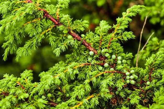 Groene jeneverbessen op de takken in het bos