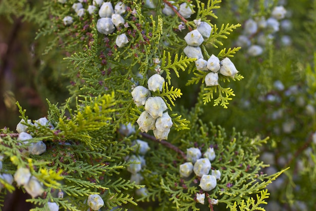 Groene jeneverbessenstruik in de zonnige tuin