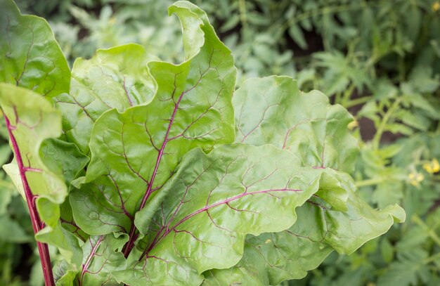 Groene jonge bietenspruiten