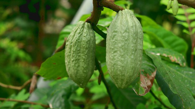 groene jonge cacaopeul op boom in het veld Cacaopeulen die er fris en helder uitzien in de ochtendzon