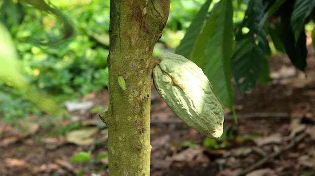 groene jonge cacaopeul op boom in het veld Cacaopeulen die er fris en helder uitzien in de ochtendzon
