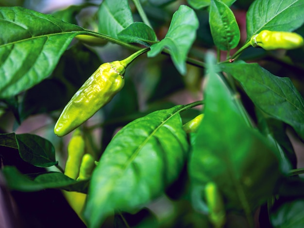 Foto groene jonge chili pepers op de chili boom