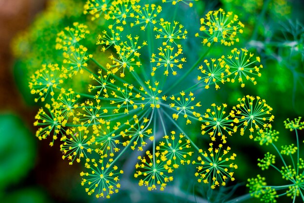 Groene jonge dille bloeiwijze in een tuin