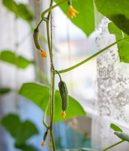 Groene jonge komkommer met gele bloem. Komkommer augurk voor balkontuin. Komkommers groeien in huis