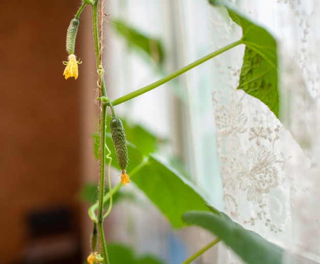 Groene jonge komkommer met gele bloem. Tuinieren achtergrond met mini komkommer plant in kas. Miniatuur komkommer augurk voor balkon tuin. Mini-komkommers groeien in huis tuin.