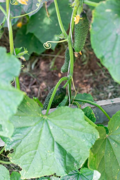 Groene jonge komkommers op een tak die langs een latwerk kronkelt Komkommers kweken in de tuin