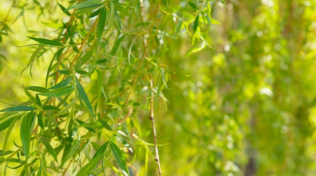 Groene jonge lentebladeren van wilgenboom Variabele focus