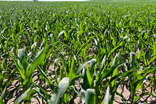 Groene jonge maïs op een landbouwgebied