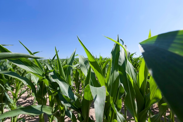 Groene jonge maïs op een landbouwgebied