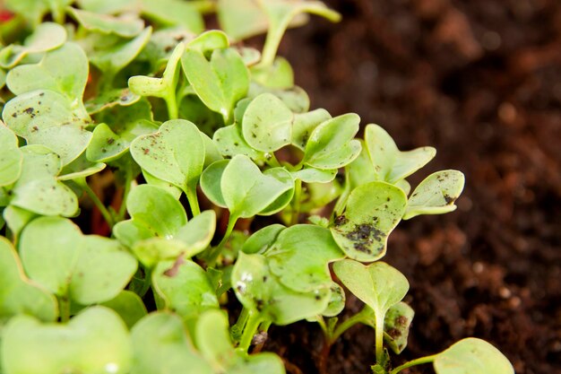 Groene jonge radijsspruiten in tuin