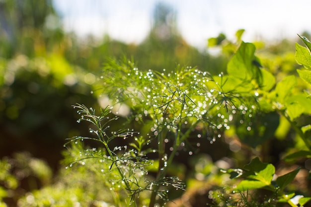 Groene jonge scheuten met dauwdruppels close-up op een zomerdag in een landelijke tuin Landbouwplant groeit in bedrij Groen natuurlijk voedselgewas