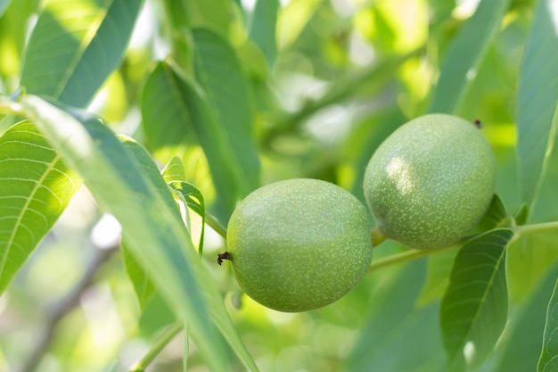 Groene jonge walnoten groeien op een boom Verscheidenheid Kocherzhenko close-up De walnotenboom groeit wachtend om te worden geoogst Groene bladeren achtergrond Moervruchten op een boomtak in de gele stralen van de zon