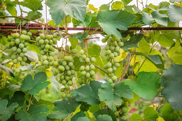 Groene jonge wijndruiven in de wijngaard Beginnend met druiven die groeien op wijnstokken in een wijngaard