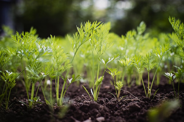 Groene jonge wortel spruiten close-up op een zomerdag in een landelijke tuin Landbouw plant groeit in bed rij Groen natuurlijk voedsel gewas