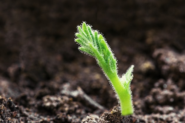 Groene jonge zaailingspruit die uit de grond groeit