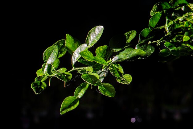 Groene kaffir limoenblaadjes in de natuur