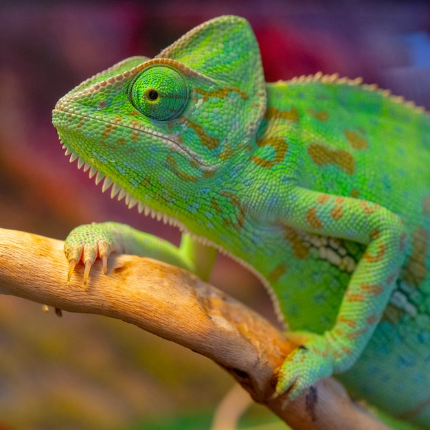 Groene kameleon. Groot portret.