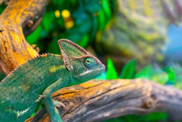 Groene kameleon in het terrarium. Kameleon-look.