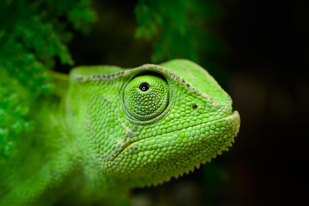 groene kameleon